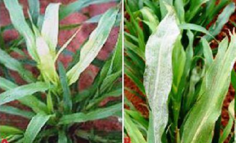 disease image